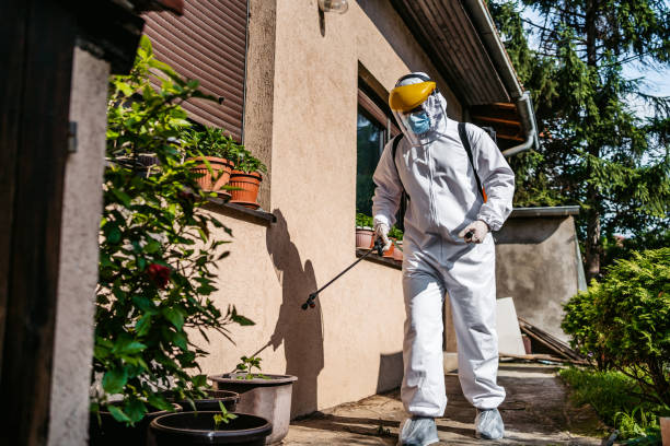 Wasp Removal Services in Dogtown, CA