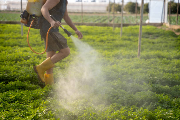 Best Ant Control Services  in Dogtown, CA